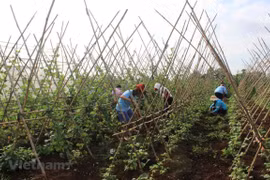Vietnam’s CPI index goes up slightly in August 