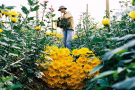 Fresh air among the flowers outside Hanoi