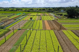 QI agriculture posts nearly 49 percent growth in trade surplus