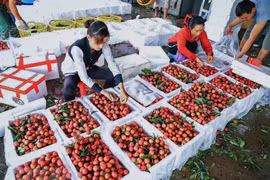 Bac Giang plans promotional events to boost lychee exports