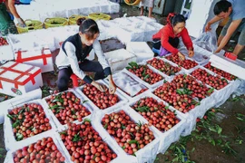 Bac Giang plans promotional events to boost lychee exports