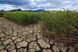 Binh Thuan declares Level 2 drought emergency