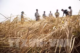 Over 30 million USD for Vietnam to enhance climate resilience 