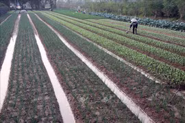 Hanoi calls for investment in 11 agricultural projects