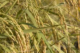 Thailand boosts rice production strategy 