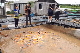 Domestic tours expected to surge for Tet holiday