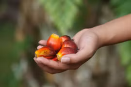 Indonesia exports over 36 million tonnes of palm oil in 2019