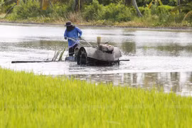 Thailand approves rice price guarantee scheme for 2020-2021 