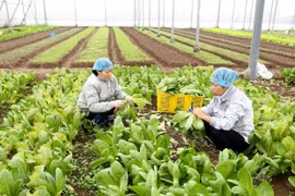 Fruit, veggie exports decline in January