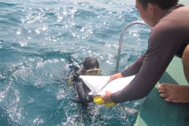 Ecosystem off Cham Islands recovers after COVID-19