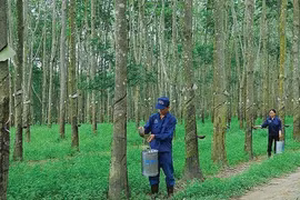 Asset sales bring profits to natural rubber firms, not their farms