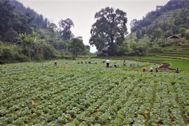 More export chances for winter crops