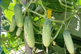 South benefits from smart farming