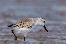 Endangered migratory bird species found in Da Nang