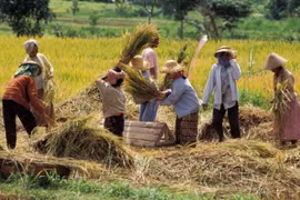 Indonesia to leave out some sensitive goods from RCEP tariffs