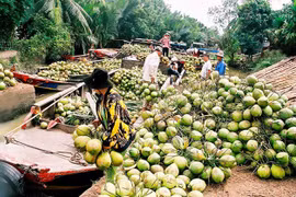 Ben Tre prioritises investment in hi-tech agriculture