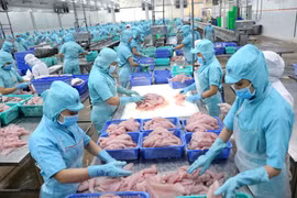 Fisheries sector grapples with impact of COVID-19