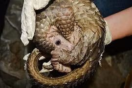 Wildlife traffickers in Ca Mau sentenced to 2-13 years in jail