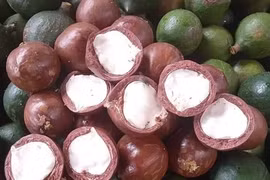 Kon Tum eyes sustainable development of macadamia farming