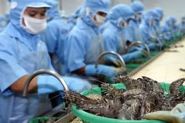 Shrimp exports to Australia rise strongly in 2019