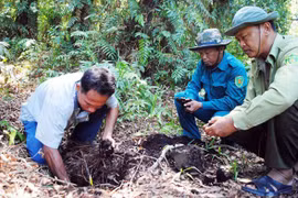 Mekong Delta, Central Highlands brace for forest fires