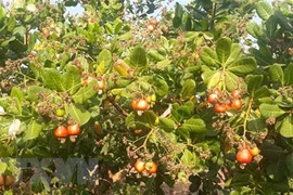 Cashew export expected to recover strongly after pandemic