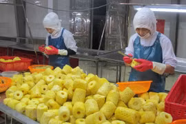 Vietnamese firms strive to revitalise agricultural exports to China