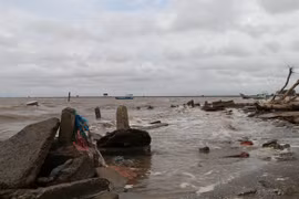 Tien Giang to plant 250ha of new coastal protection forests 