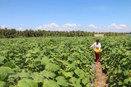 Mekong Delta province to help farmers with 1.7 million USD for drought, saltwater