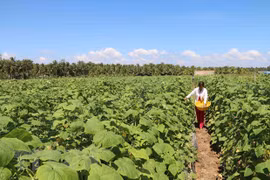 Mekong Delta province to help farmers with 1.7 million USD for drought, saltwater