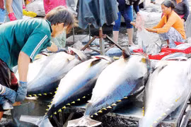 Tuna exports to EU surging
