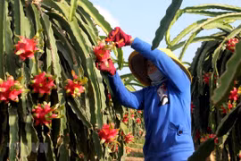 Fruit, vegetable exports reach 836 million USD in Q1