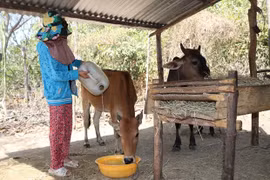 Ha Giang, Ninh Thuan provinces to receive crop seeds
