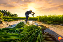ASEAN pledges to ensure food security during COVID-19 pandemic