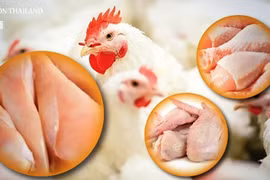 Thailand cuts chicken production as global demand drops