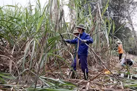 Local sugar industry calls for fair competition
