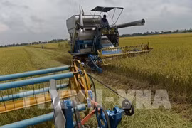 Cambodia’s rice export to China up 46 percent in 2019 