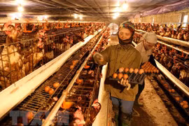 PM orders attention to bird flu fight 