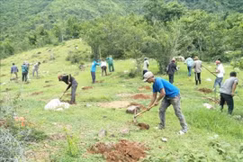 Ninh Thuan looks to forest management to develop economy