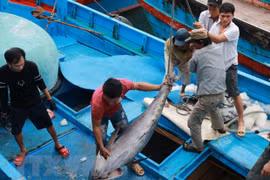 Khanh Hoa: ocean tuna boats return to shore 