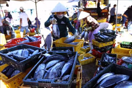 Workshop seeks ways to promote tuna exports to EU 
