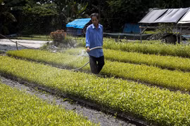 Kien Giang steps up measures to protect, develop forests