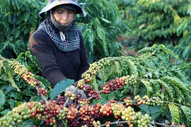 Russia’s doors open for Vietnamese products: Official