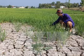 Ben Tre speeds up land clearance for Japan’s water management project