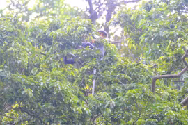Two families of endangered langurs found in Quang Nam
