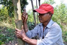 Tra Bong district cinnamon farmers happy with bumper crop