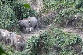 Herd of endangered elephants found in Quang Nam