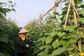 Agriculture contributes 0.13 percentage point to Vinh Phuc’s growth