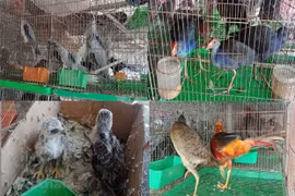 Ministry requests tightened control of wildlife trafficking, consumption