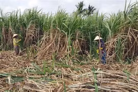 Customs asked to handle strictly sugar smuggling